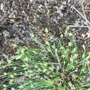 Isolepis cernua at Stromlo, ACT - 6 Nov 2019