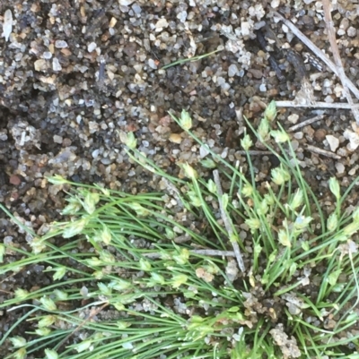 Isolepis cernua (Slender Clubrush) at Uriarra Recreation Reserve - 6 Nov 2019 by JaneR