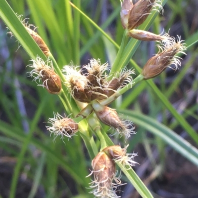 Bolboschoenus medianus (A Sedge) at Uriarra Recreation Reserve - 6 Nov 2019 by JaneR