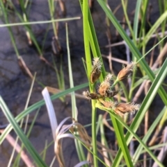 Bolboschoenus medianus at Coree, ACT - 6 Nov 2019 06:32 PM