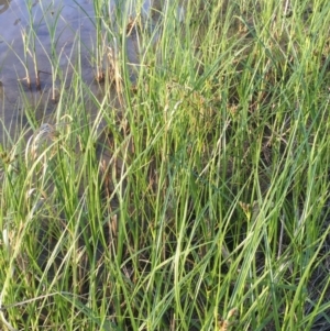 Bolboschoenus medianus at Coree, ACT - 6 Nov 2019