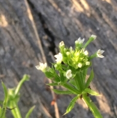 Galium aparine (Goosegrass, Cleavers) at Coree, ACT - 6 Nov 2019 by JaneR