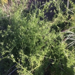 Galium aparine at Coree, ACT - 6 Nov 2019