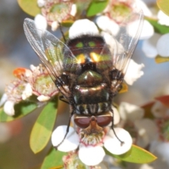 Rutilia (Chrysorutilia) sp. (genus & subgenus) (A Bristle Fly) at Cotter Reserve - 5 Nov 2019 by Harrisi