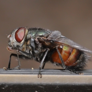 Rutilia (Donovanius) sp. (genus & subgenus) at Acton, ACT - 5 Nov 2019 11:57 AM