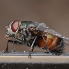 Rutilia (Donovanius) sp. (genus & subgenus) (A Bristle Fly) at Acton, ACT - 5 Nov 2019 by TimL