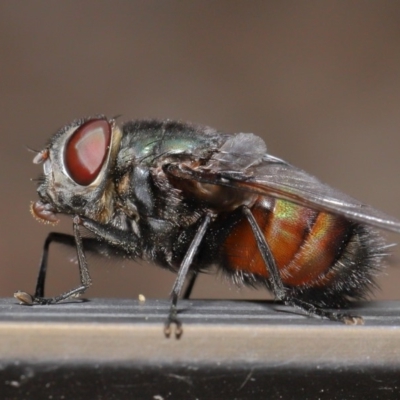 Rutilia (Donovanius) sp. (genus & subgenus) (A Bristle Fly) at ANBG - 5 Nov 2019 by TimL