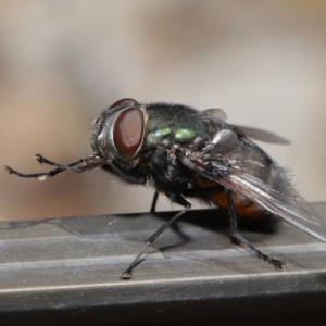 Rutilia (Donovanius) sp. (genus & subgenus) at Acton, ACT - 5 Nov 2019 11:57 AM