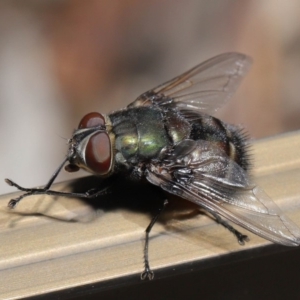 Rutilia (Donovanius) sp. (genus & subgenus) at Acton, ACT - 5 Nov 2019