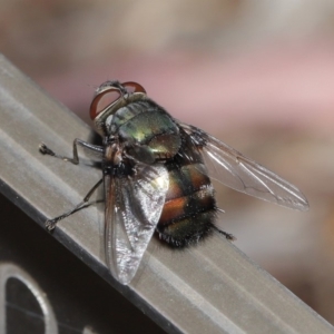 Rutilia (Donovanius) sp. (genus & subgenus) at Acton, ACT - 5 Nov 2019