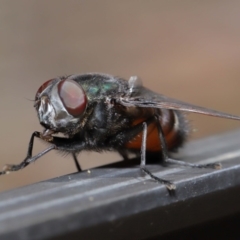 Rutilia (Donovanius) sp. (genus & subgenus) at Acton, ACT - 5 Nov 2019 11:57 AM