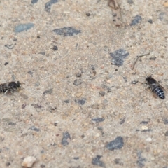 Bembix sp. (genus) (Unidentified Bembix sand wasp) at Hackett, ACT - 5 Nov 2019 by TimL