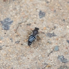 Bembix sp. (genus) at Hackett, ACT - 5 Nov 2019