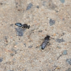 Bembix sp. (genus) at Hackett, ACT - 5 Nov 2019 11:29 AM