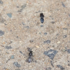 Bembix sp. (genus) at Hackett, ACT - 5 Nov 2019 11:29 AM