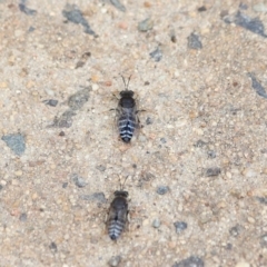 Bembix sp. (genus) at Hackett, ACT - 5 Nov 2019