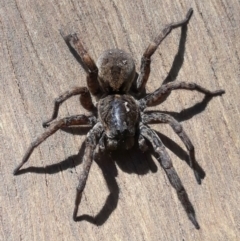 Lycosidae (family) (Unidentified wolf spider) at Macquarie, ACT - 6 Nov 2019 by TomfromOregon