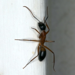 Camponotus consobrinus (Banded sugar ant) at Ainslie, ACT - 22 Oct 2019 by jb2602