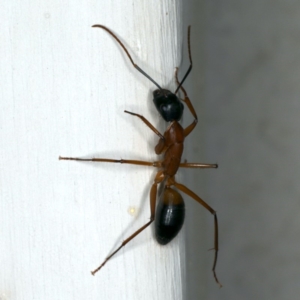 Camponotus consobrinus at Ainslie, ACT - 22 Oct 2019