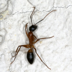 Camponotus consobrinus at Ainslie, ACT - 22 Oct 2019