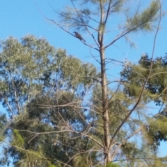 Philemon corniculatus (Noisy Friarbird) at Cotter Reserve - 7 Nov 2019 by NickDaines