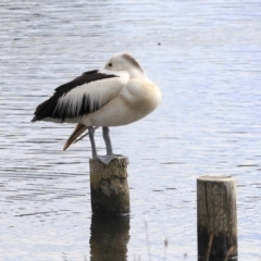 Pelecanus conspicillatus (Australian Pelican) at Dunlop, ACT - 4 Nov 2019 by Alison Milton