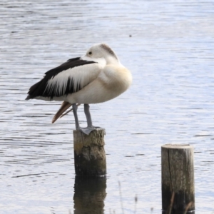 Pelecanus conspicillatus at Dunlop, ACT - 5 Nov 2019