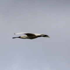 Platalea regia (Royal Spoonbill) at West Belconnen Pond - 4 Nov 2019 by Alison Milton