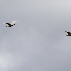 Platalea regia at Dunlop, ACT - 5 Nov 2019