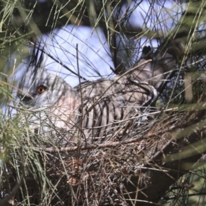 Ocyphaps lophotes at Dunlop, ACT - 5 Nov 2019