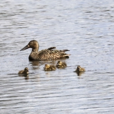 Spatula rhynchotis (Australasian Shoveler) at Dunlop, ACT - 5 Nov 2019 by AlisonMilton