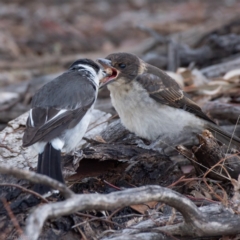 Cracticus torquatus (Grey Butcherbird) at Hughes Garran Woodland - 6 Nov 2019 by Sam