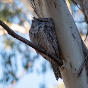 Podargus strigoides at Garran, ACT - 7 Nov 2019 06:45 AM