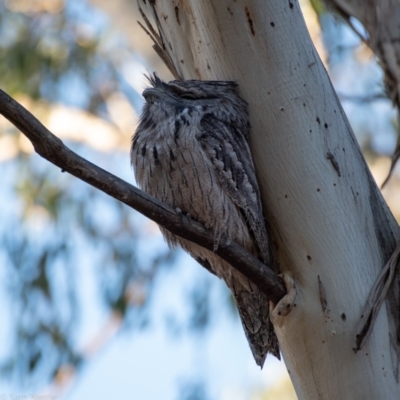 Podargus strigoides (Tawny Frogmouth) at Garran, ACT - 7 Nov 2019 by Sam