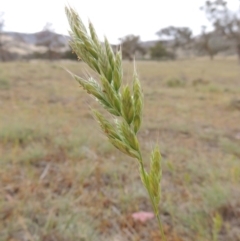 Bromus hordeaceus (A Soft Brome) at Lanyon - northern section - 26 Oct 2019 by michaelb