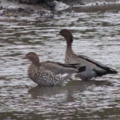 Chenonetta jubata (Australian Wood Duck) at Tuggeranong DC, ACT - 26 Oct 2019 by MichaelBedingfield