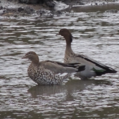 Chenonetta jubata (Australian Wood Duck) at Tuggeranong DC, ACT - 26 Oct 2019 by michaelb