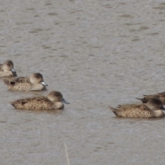 Anas gracilis (Grey Teal) at Lanyon - northern section A.C.T. - 26 Oct 2019 by michaelb