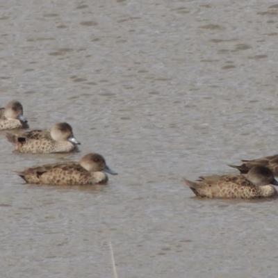 Anas gracilis (Grey Teal) at Gordon, ACT - 26 Oct 2019 by michaelb