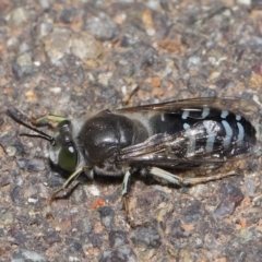 Bembix sp. (genus) (Unidentified Bembix sand wasp) at ANBG - 5 Nov 2019 by TimL