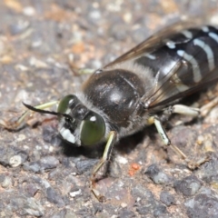 Bembix sp. (genus) at Acton, ACT - 5 Nov 2019