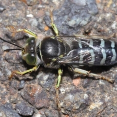 Bembix sp. (genus) at Acton, ACT - 5 Nov 2019