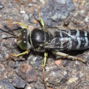 Bembix sp. (genus) at Acton, ACT - 5 Nov 2019 11:52 AM