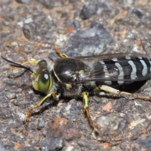 Bembix sp. (genus) at Acton, ACT - 5 Nov 2019