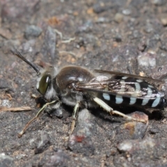 Bembix sp. (genus) at Acton, ACT - 5 Nov 2019