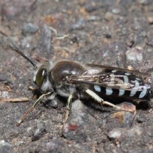 Bembix sp. (genus) at Acton, ACT - 5 Nov 2019 11:52 AM