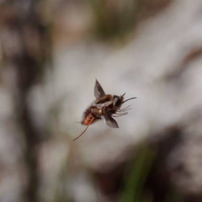 Sisyromyia sp. (genus) (A bee fly) at Gibraltar Pines - 7 Nov 2019 by DPRees125