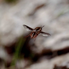 Sisyromyia sp. (genus) at Paddys River, ACT - 7 Nov 2019 12:53 PM