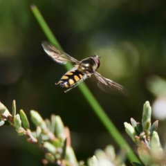 Melangyna sp. (genus) (Hover Fly) at Paddys River, ACT - 6 Nov 2019 by DPRees125