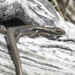 Eulamprus tympanum (Southern Water Skink) at Namadgi National Park - 5 Nov 2019 by BrianH